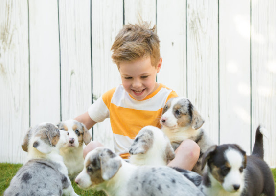 safe-secure-fencing-tips